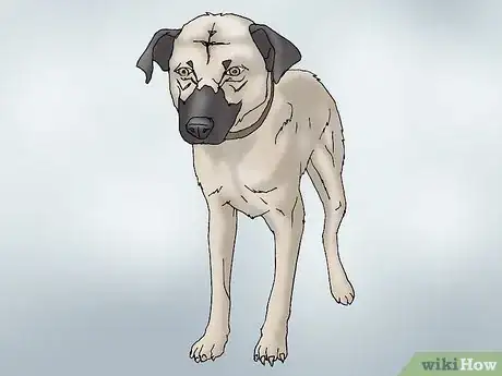 Image intitulée Recognize Signs of Hip Dysplasia in Dogs Step 2
