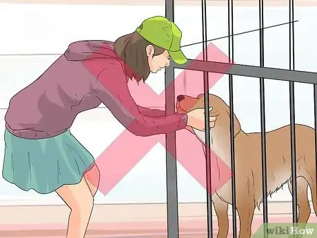 Image intitulée Choose a Yorkie Puppy Step 10
