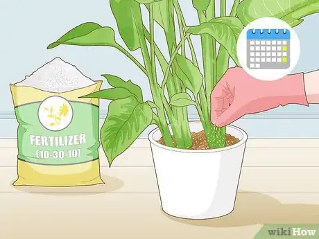 Image intitulée Get a Bird of Paradise to Bloom Step 4
