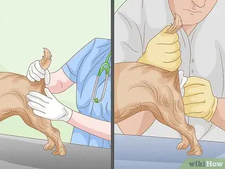 Image intitulée Get Rid of the Fishy Smell from My Dog Step 7