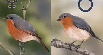 faire la différence entre un rougegorge mâle et femelle