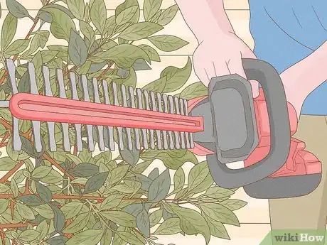 Image intitulée Prune Leggy Pyracantha Step 9