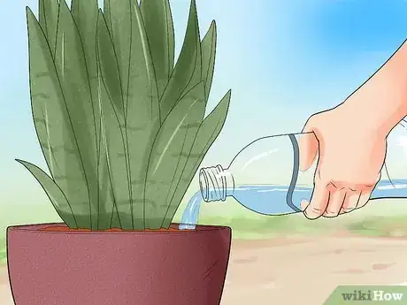 Image intitulée Care for a Sansevieria or Snake Plant Step 8