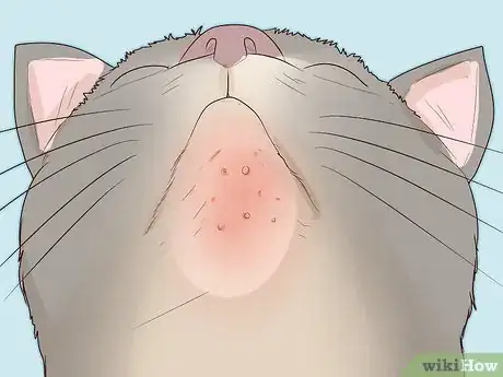 Image intitulée Treat Feline Acne Step 1