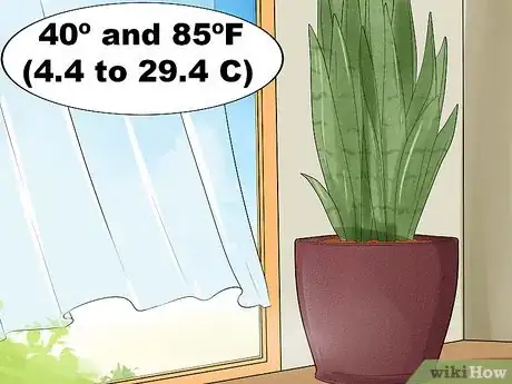 Image intitulée Care for a Sansevieria or Snake Plant Step 5