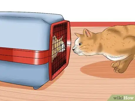 Image intitulée Separate Kittens from a Mother Cat for Adoption Step 25