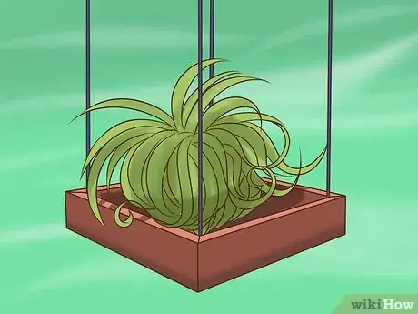 Image intitulée Care for Air Plants Step 9