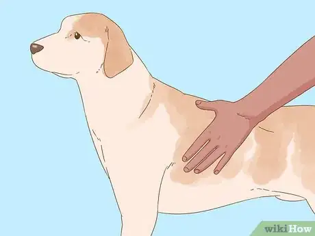 Image intitulée Detect Diabetes in Dogs Step 1