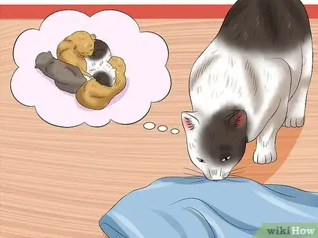 Image intitulée Separate Kittens from a Mother Cat for Adoption Step 10
