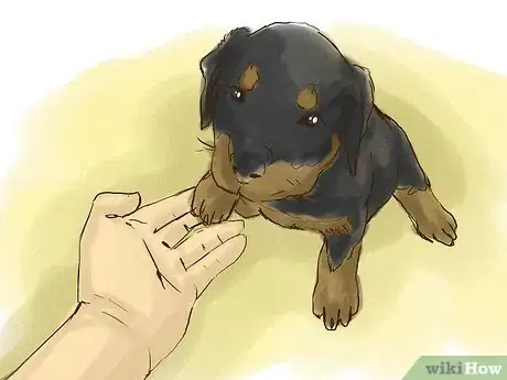 Image intitulée Train Your Rottweiler Puppy With Simple Commands Step 2