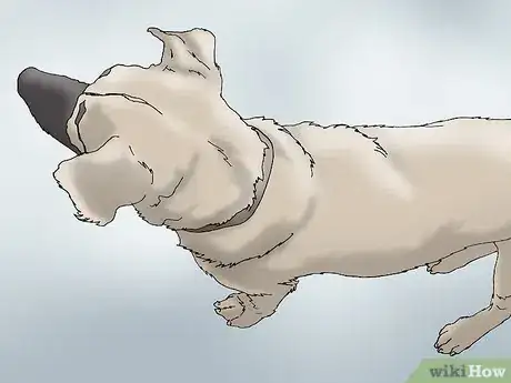 Image intitulée Recognize Signs of Hip Dysplasia in Dogs Step 6
