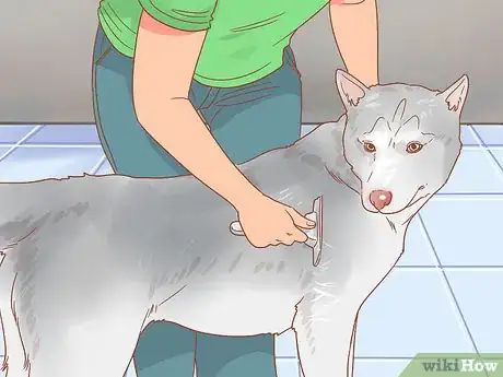 Image intitulée Encourage Dogs to Mate Naturally Step 4