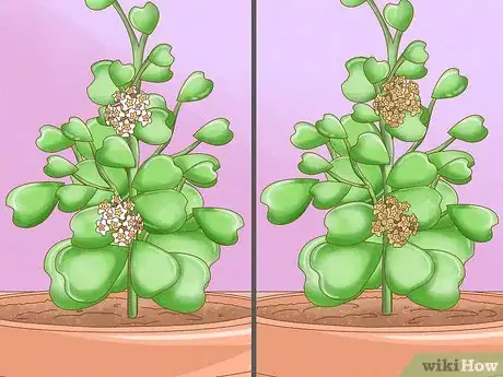 Image intitulée Get a Hoya Plant to Bloom Step 16