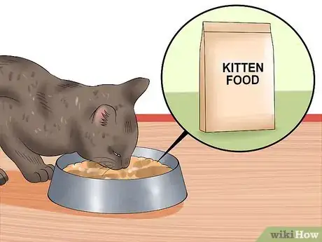 Image intitulée Separate Kittens from a Mother Cat for Adoption Step 18