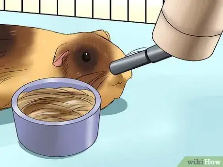 Image intitulée Tell if Your Guinea Pig Is Pregnant Step 11