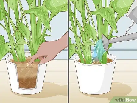 Image intitulée Get a Bird of Paradise to Bloom Step 3