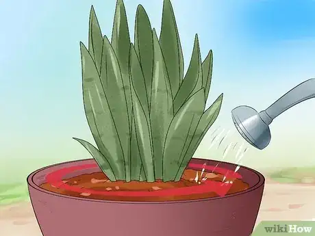 Image intitulée Care for a Sansevieria or Snake Plant Step 9