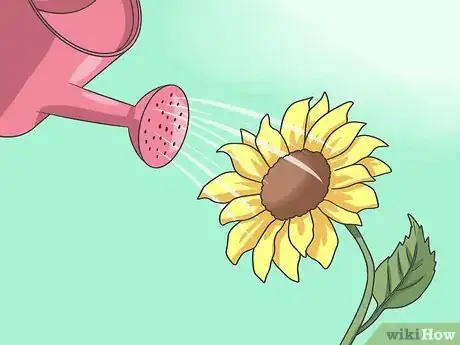 Image intitulée Plant Sunflower Seeds Step 12