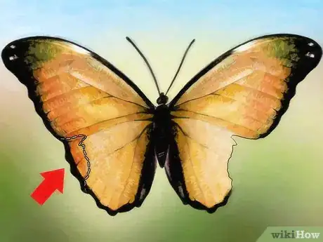 Image intitulée Care for a Butterfly with a Broken Wing Step 4