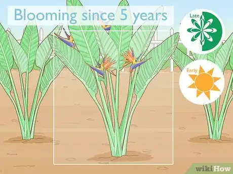 Image intitulée Divide a Bird of Paradise Plant Step 1