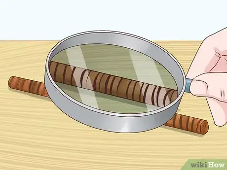 Image intitulée Determine the Age of a Tree Step 20