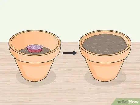 Image intitulée Grow an Onion from an Onion Step 6