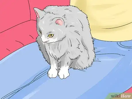 Image intitulée Identify a Siberian Cat Step 9