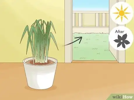 Image intitulée Keep Narcissus Bulbs After Flowering Step 9