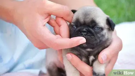 Image intitulée Take Care of a Weak Newborn Puppy Step 7