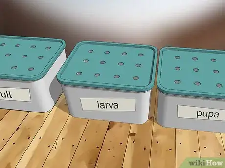 Image intitulée Raise Mealworms Step 6