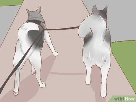 Image intitulée Encourage Dogs to Mate Naturally Step 3