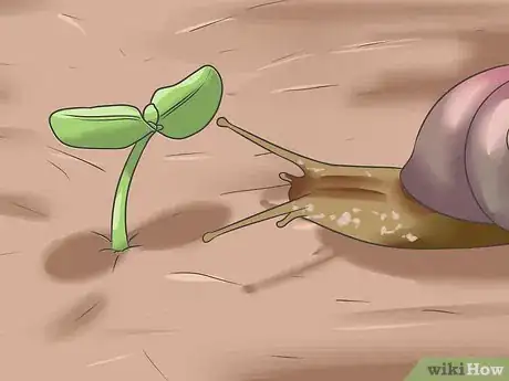 Image intitulée Plant Sunflower Seeds Step 11