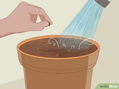 Image intitulée Grow Tobacco Step 3