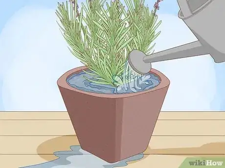 Image intitulée Plant Lavender in Pots Step 10