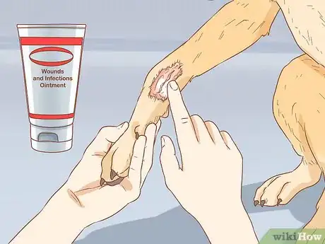 Image intitulée Keep a Dog from Licking a Wound Step 7