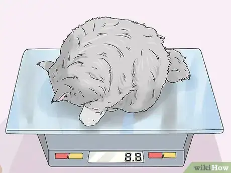 Image intitulée Identify a Siberian Cat Step 2