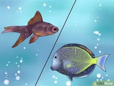 Image intitulée Treat Tropical Fish With White Spot Disease (ich) Step 1