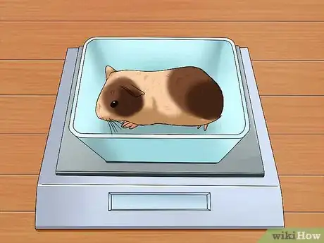 Image intitulée Tell if Your Guinea Pig Is Pregnant Step 3