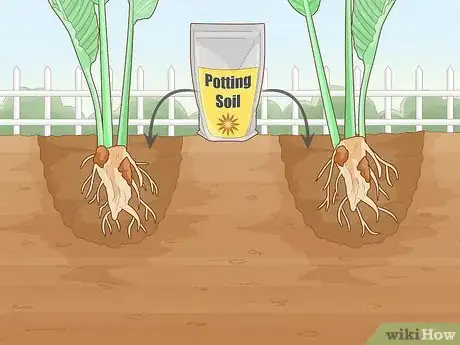 Image intitulée Divide a Bird of Paradise Plant Step 7