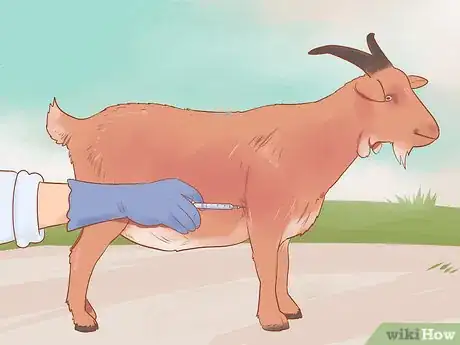 Image intitulée Care for Pygmy Goats Step 16