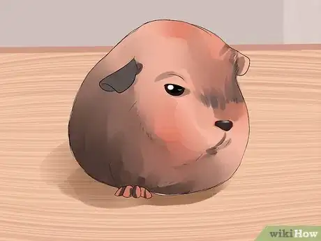 Image intitulée Care for Baby Guinea Pigs Step 10