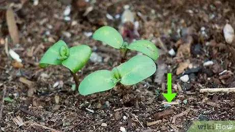 Image intitulée Care for Sunflowers Step 7