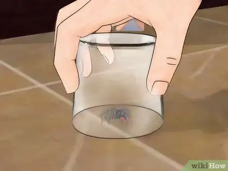 Image intitulée Identify and Treat Black Widow Spider Bites Step 2