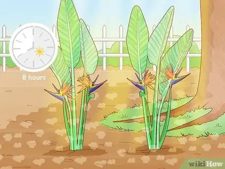 Image intitulée Divide a Bird of Paradise Plant Step 9