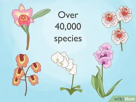 Image intitulée Grow Orchids Step 1