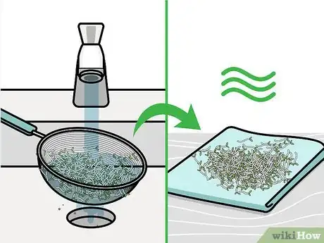 Image intitulée Grow Broccoli Sprouts Step 13