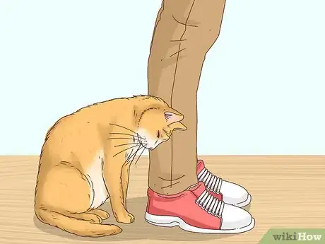 Image intitulée Know if a Cat Is a Stray Step 1