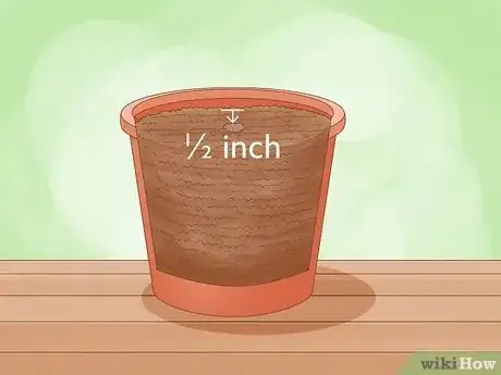 Image intitulée Plant a Lemon Seed Step 4