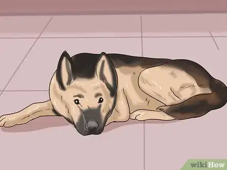 Image intitulée Tell if a Dog Is in Pain Step 2