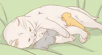 savoir s'il y a encore des chatons dans le ventre de sa chatte